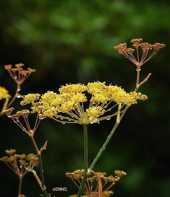De natuur frist flink op - Foto: Femmie Smink