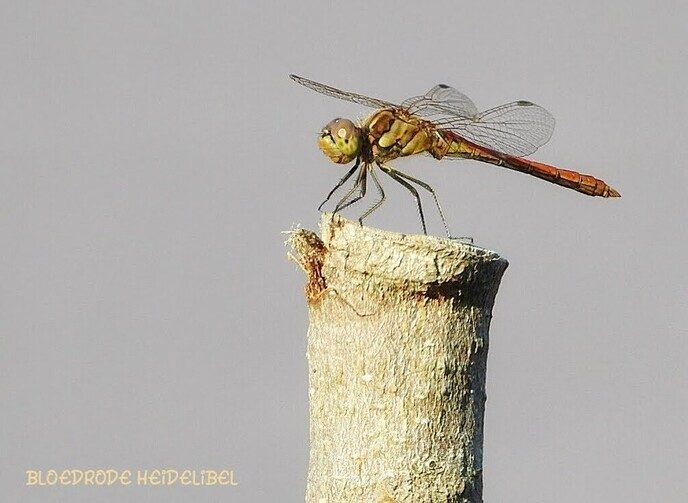 Femmie een dagje thuis in en rond de tuin - Foto: Femmie Smink