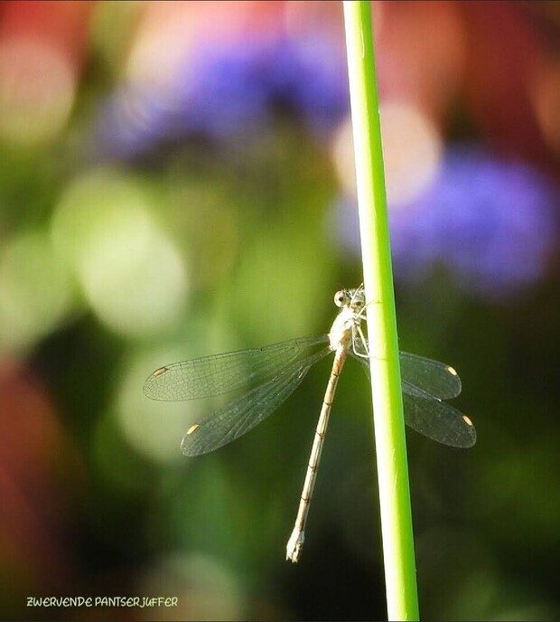 Femmie een dagje thuis in en rond de tuin - Foto: Femmie Smink
