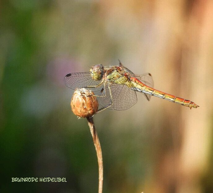 Femmie een dagje thuis in en rond de tuin - Foto: Femmie Smink