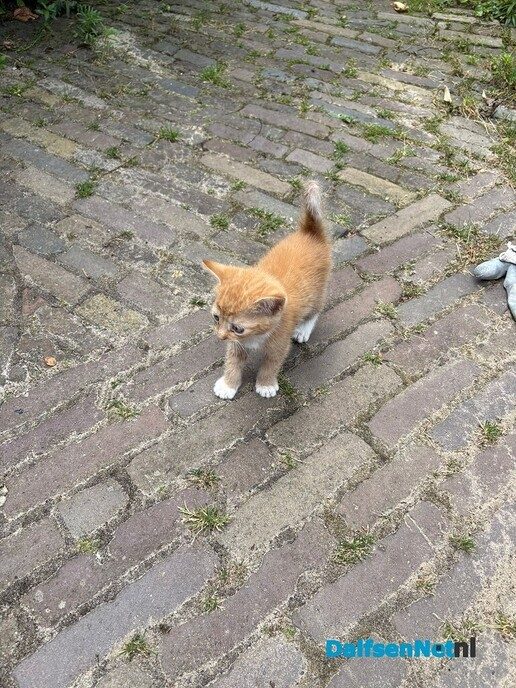 Katje aan komen lopen - Foto: Ingezonden foto