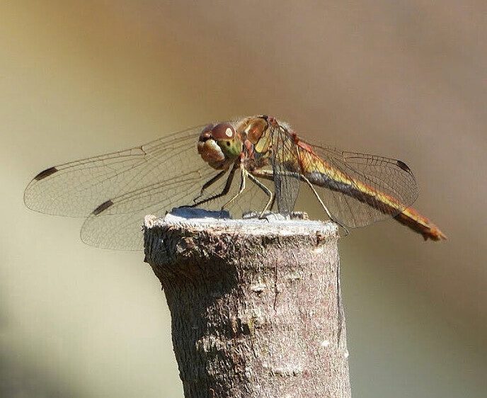 Femmie een dagje thuis in en rond de tuin - Foto: Femmie Smink