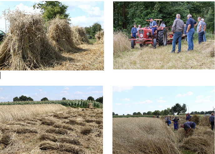 Rogge maaien…zoals vroeger, dat doen ze in Staphorst ook - Foto: Ingezonden foto