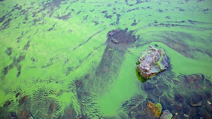 Waterschap waarschuwt voor toename blauwalg