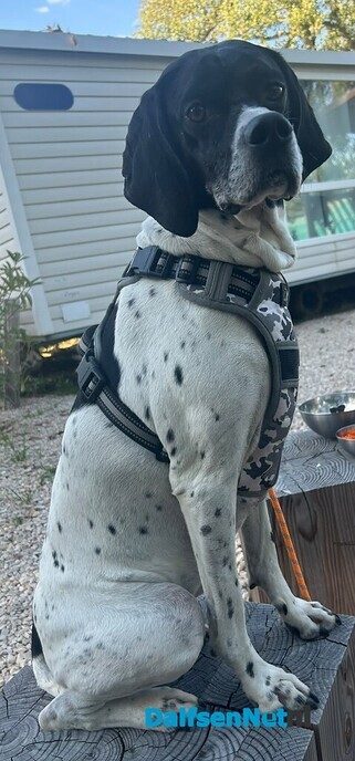 Hond vermist - Foto: Ingezonden foto