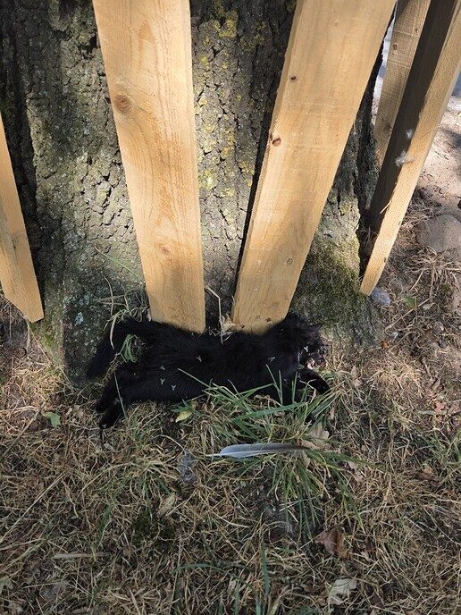 Wie mist gitzwarte kitten - Foto: Ingezonden foto