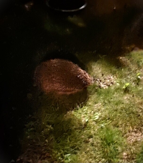 Egel ruzie - Foto: Ingezonden foto