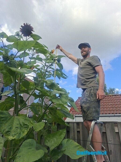 Grootste zonnebloem? Wie heeft de grootste? - Foto: Ingezonden foto