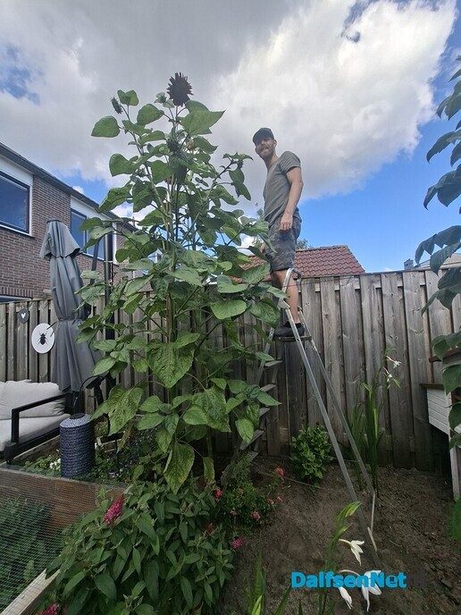Grootste zonnebloem? Wie heeft de grootste? - Foto: Ingezonden foto