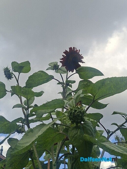 Grootste zonnebloem? Wie heeft de grootste? - Foto: Ingezonden foto
