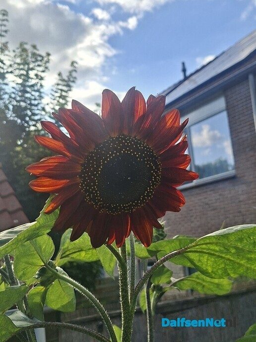 Grootste zonnebloem? Wie heeft de grootste? - Foto: Ingezonden foto