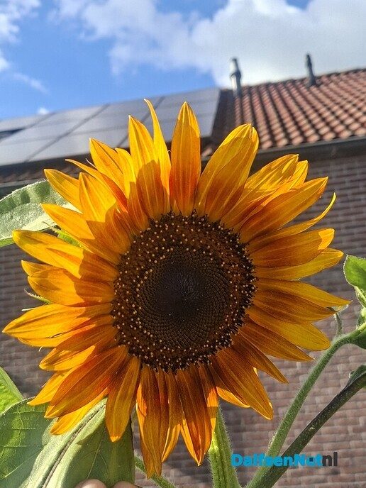 Grootste zonnebloem? Wie heeft de grootste? - Foto: Ingezonden foto