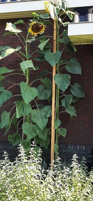 Wie heeft de langste - Foto: Ingezonden foto