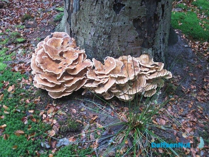 Vanmorgen een vroege wandeling, ondanks dat het al snel begin te miezeren - Foto: Wim