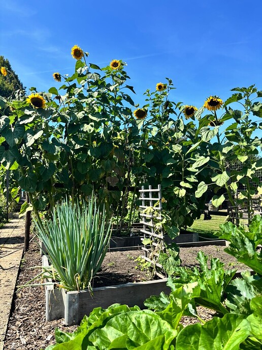 Zonnenbloem