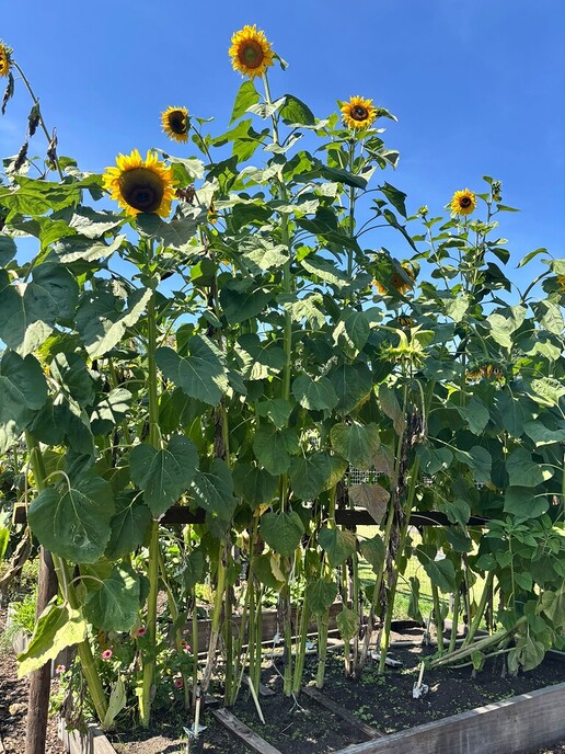 Zonnenbloem