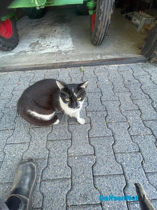 Poes aan komen lopen - Foto: Ingezonden foto