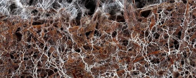 Zonder schimmels en bacteriën geen gezonde leefomgeving