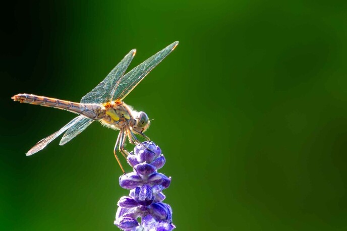 Libelle in de tuin aan de Poppenallee - Foto: Ingezonden foto