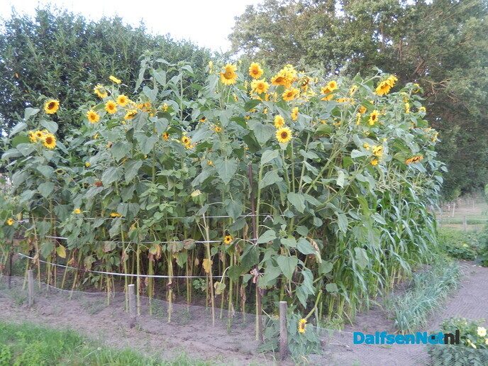 Grootste zonnebloem? Wie heeft de grootste? - Foto: Willy