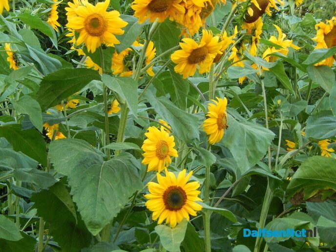 Grootste zonnebloem? Wie heeft de grootste? - Foto: Willy