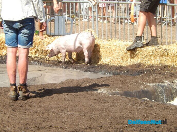 Zwientie tikken zorgt voor hilarische taferelen in Luttenberg - Foto: Willy