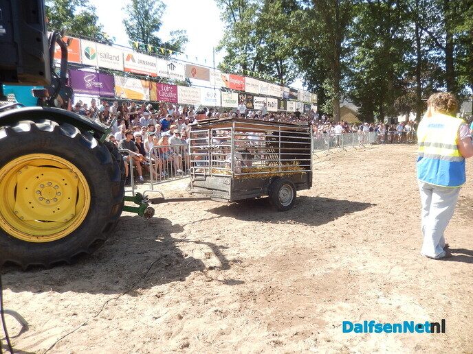 Zwientie tikken zorgt voor hilarische taferelen in Luttenberg - Foto: Willy