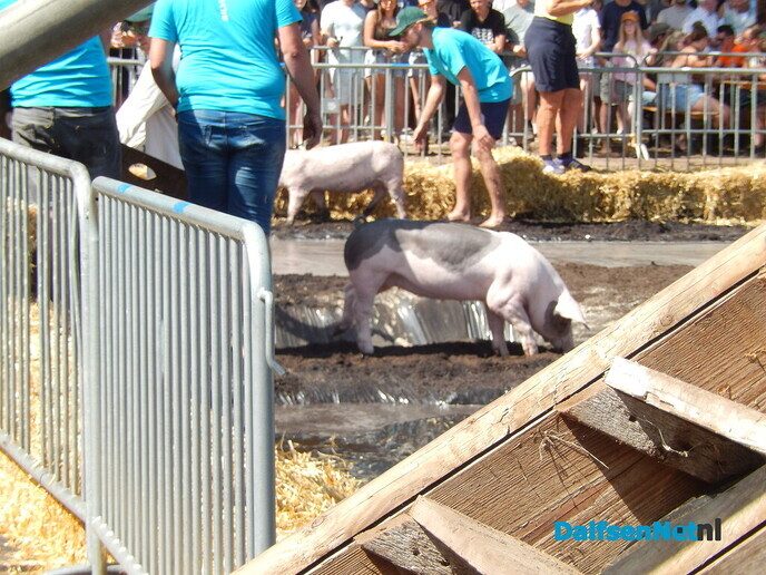 Zwientie tikken zorgt voor hilarische taferelen in Luttenberg - Foto: Willy