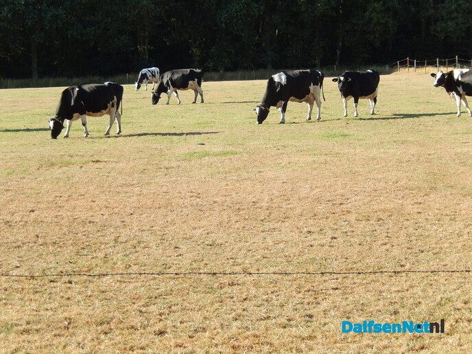Droogte - Foto: Willy