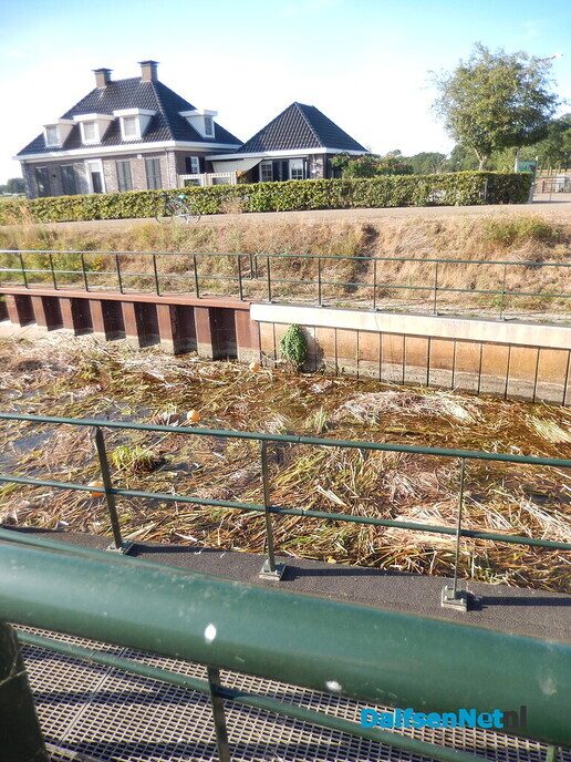 Geur van rottende waterplanten langs het Overijssels Kanaal - Foto: Willy