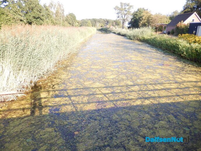 Geur van rottende waterplanten langs het Overijssels Kanaal - Foto: Willy