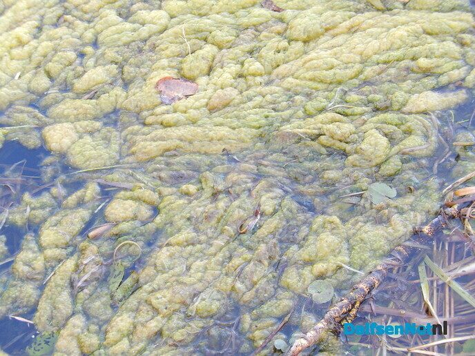Geur van rottende waterplanten langs het Overijssels Kanaal - Foto: Willy