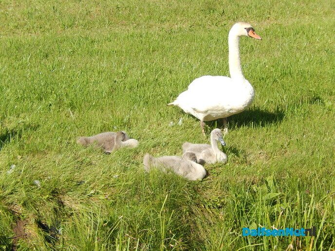 Pa, Ma en de kinderen - Foto: Willy