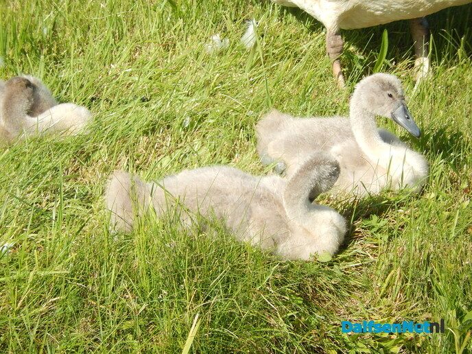 Pa, Ma en de kinderen - Foto: Willy