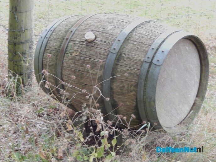 Binnenkort moeten de druiven eraan geloven - Foto: Willy