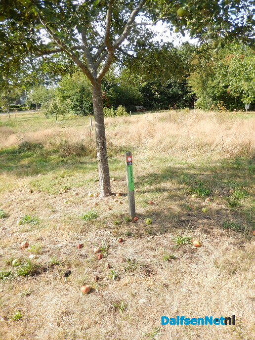 Dorpsboomgaard Heino blijkt een groot succes - Foto: Willy