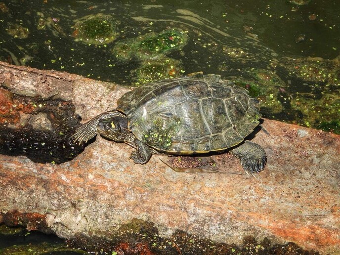 Schitterende natuur in Arriën en Junne (vandaag deel 1) - Foto: Femmie Smink