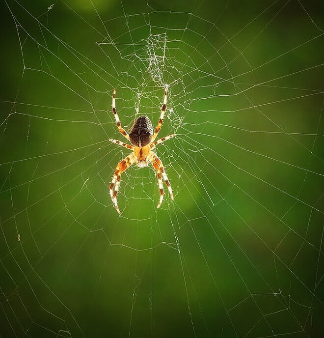 Prachtige natuurbeelden rond Nieuwleusen - Foto: Femmie Smink