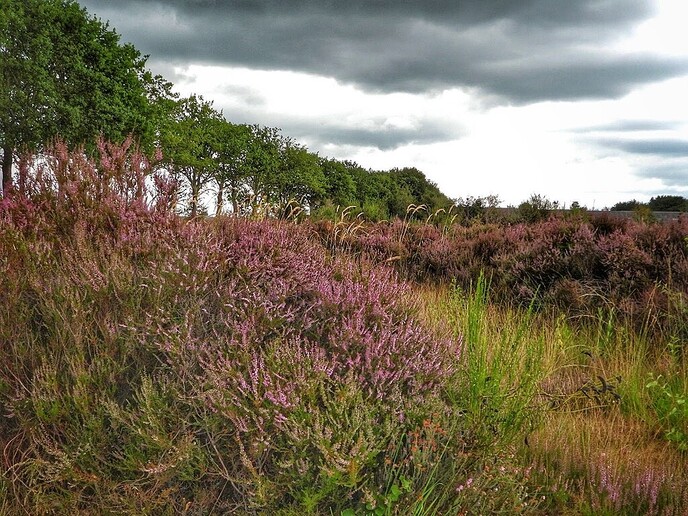 Prachtige natuurbeelden rond Nieuwleusen