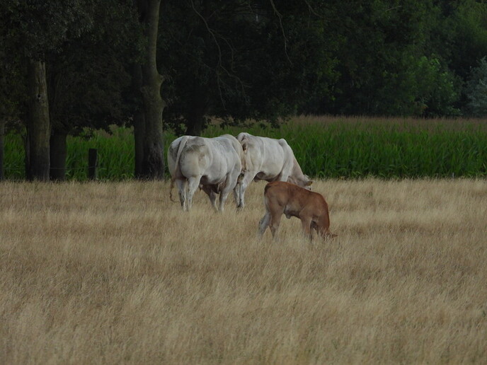 Prachtige natuurbeelden rond Nieuwleusen - Foto: Femmie Smink