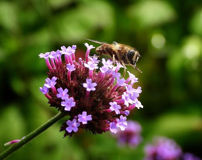 Een afwisselende serie foto’s van onze natuurfotograaf - Foto: Femmie Smink