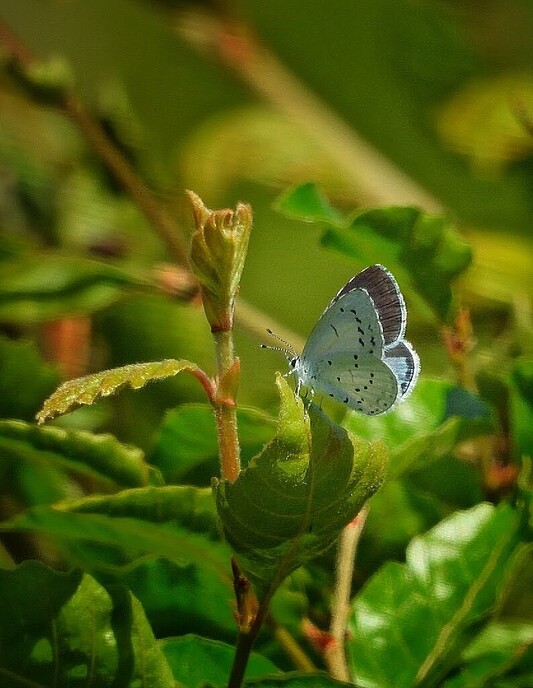 Prachtige natuurbeelden rond Nieuwleusen - Foto: Femmie Smink