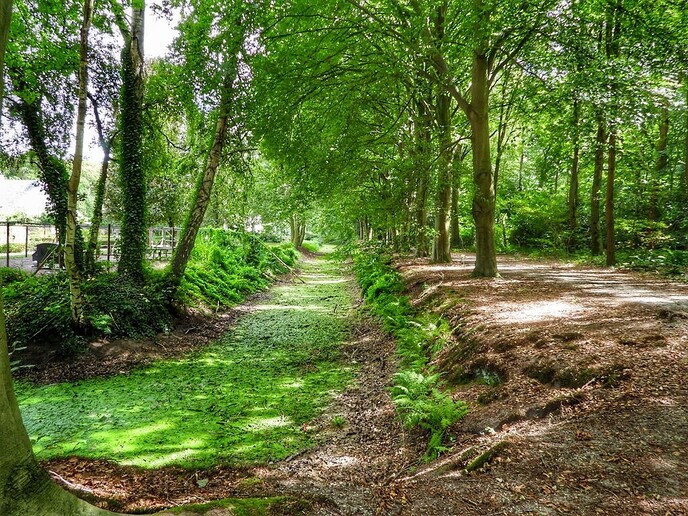 Gracht bij de Havixhorst kurkdroog - Foto: Femmie Smink