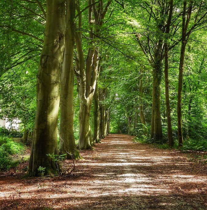 Gracht bij de Havixhorst kurkdroog - Foto: Femmie Smink