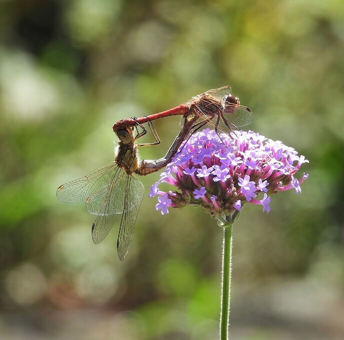 Veel leven in eigen tuin, en mooi dicht bie
