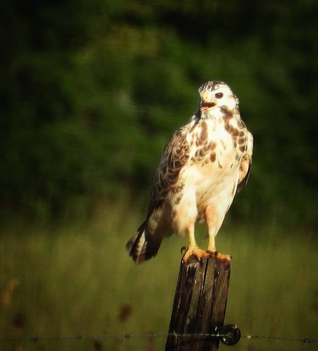 Een afwisselende serie foto’s van onze natuurfotograaf - Foto: Femmie Smink
