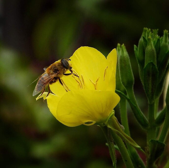Een afwisselende serie foto’s van onze natuurfotograaf - Foto: Femmie Smink