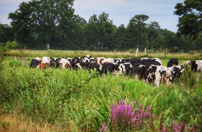 Fietsen en wandelen achter de Zonnehorst - Foto: Femmie Smink