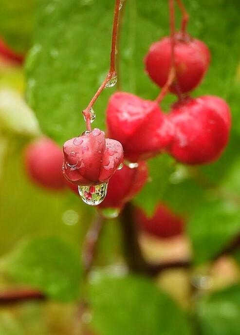 Een afwisselende serie foto’s van onze natuurfotograaf - Foto: Femmie Smink
