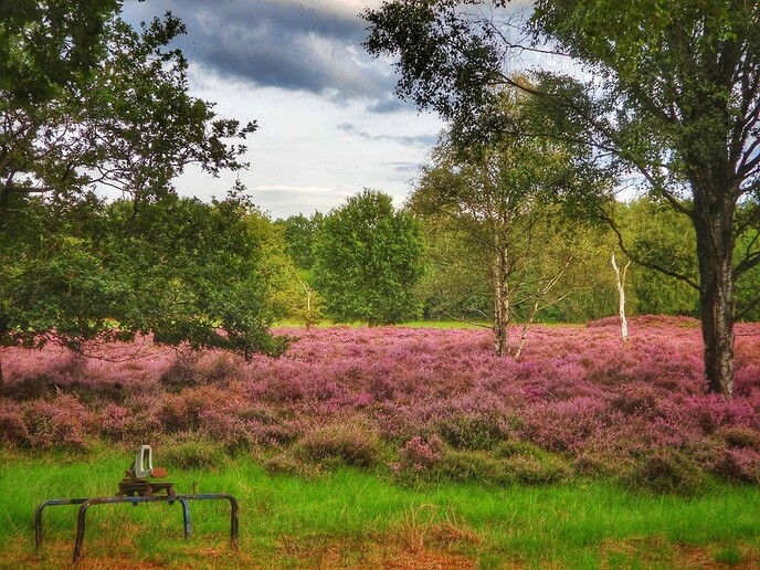 Met de fiets langs de bloeiende heide - Foto: Femmie Smink